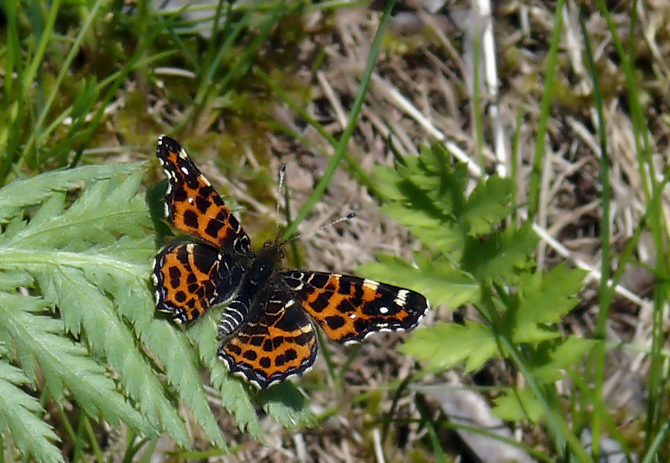 Landkärtchen (Araschnia levana), Frühjahrsgeneration.