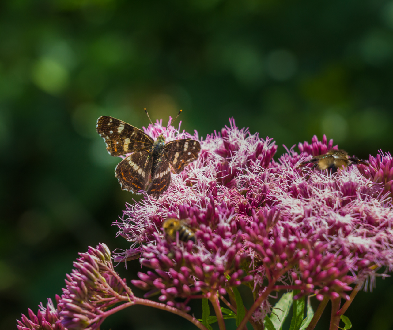 Landkärtchen (Araschnia levana), Landkärtchenfalter