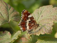 Landkärtchen (Araschnia levana) - Seitenansicht der Sommergeneration