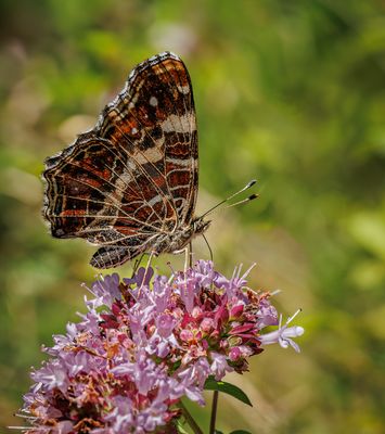Landkärtchen (Araschnia levana) Sommergeneration