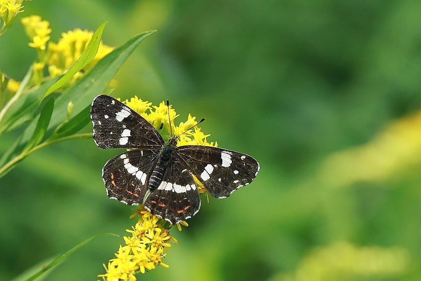 Landkärtchen (Araschnia levana) - Sommergeneration