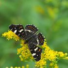  Landkärtchen (Araschnia levana) - Sommergeneration