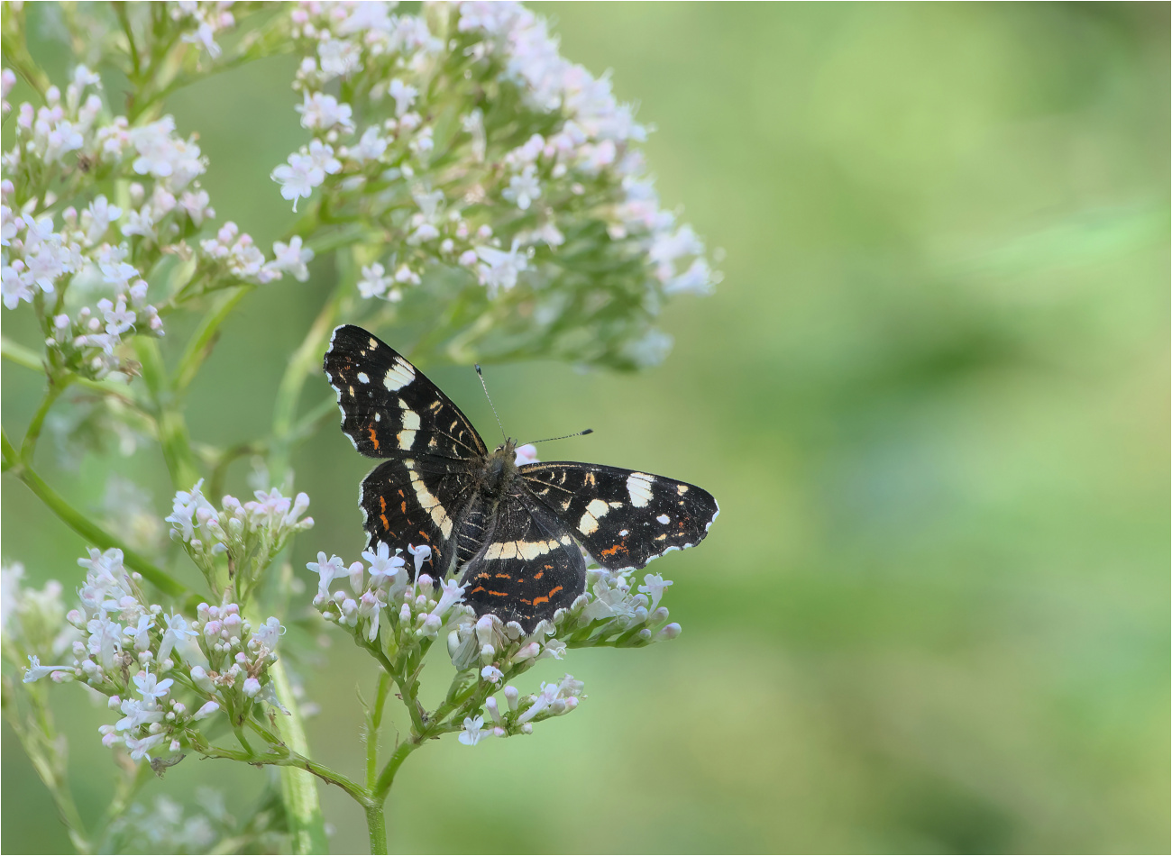 Landkärtchen (Araschnia levana) - Sommergeneration