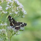 Landkärtchen (Araschnia levana) - Sommergeneration