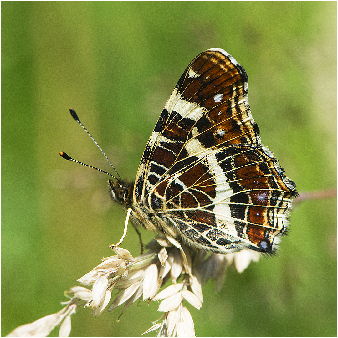 Landkärtchen - Araschnia levana - Sommergeneration