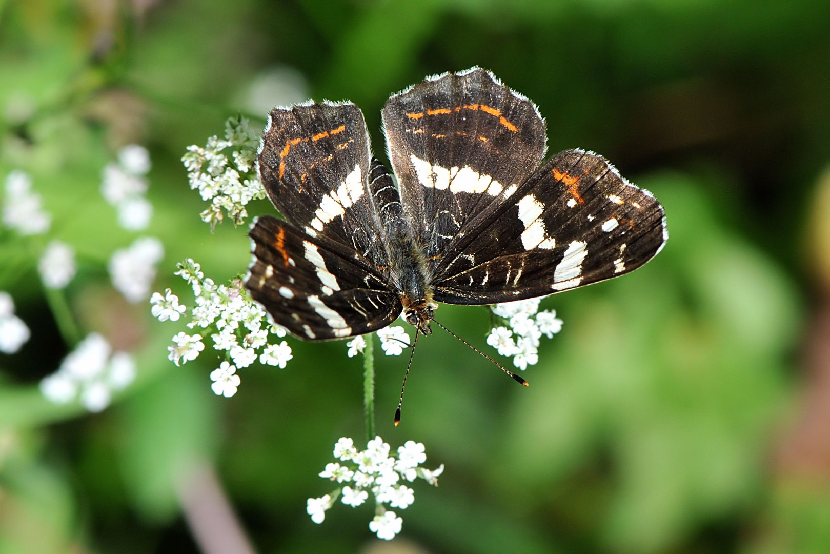 Landkärtchen (Araschnia levana) Sommergeneration