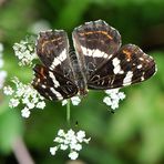 Landkärtchen (Araschnia levana) Sommergeneration