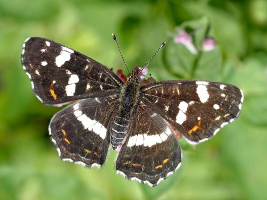 Landkärtchen (Araschnia levana), Sommergeneration ...