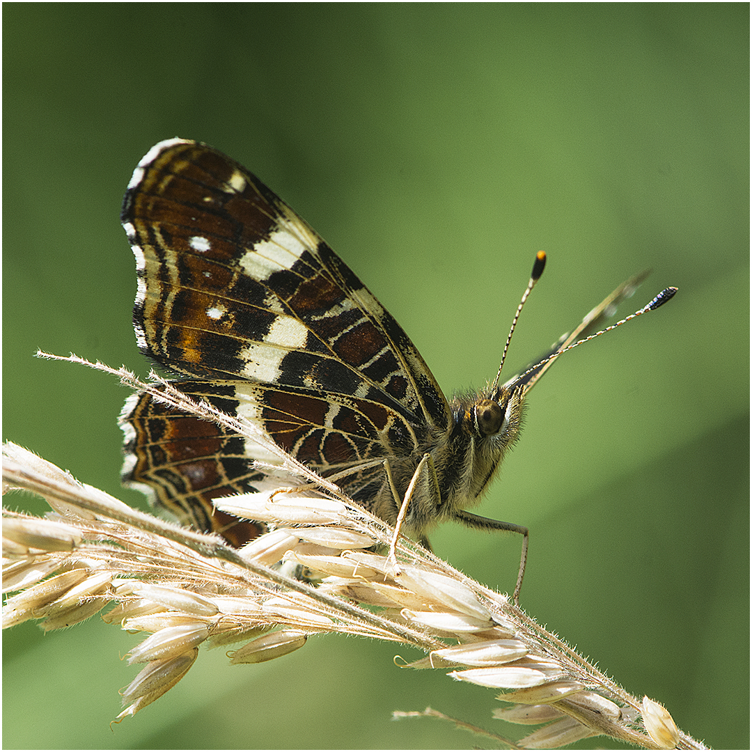 Landkärtchen - Araschnia levana - Sommergeneration