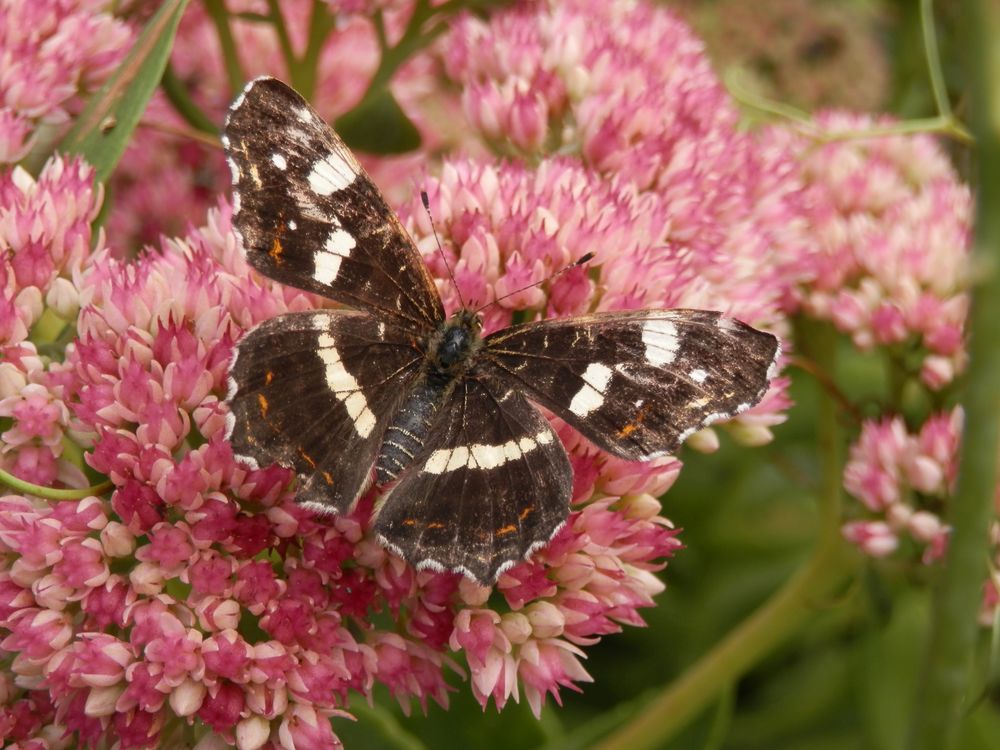 Landkärtchen (Araschnia levana) - Sommergeneration mit ausgebreiteten Flügeln