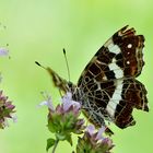 Landkärtchen (Araschnia levana) Sommergeneration Unterseite