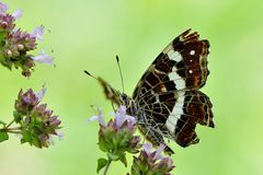 Landkärtchen (Araschnia levana) Sommergeneration Unterseite