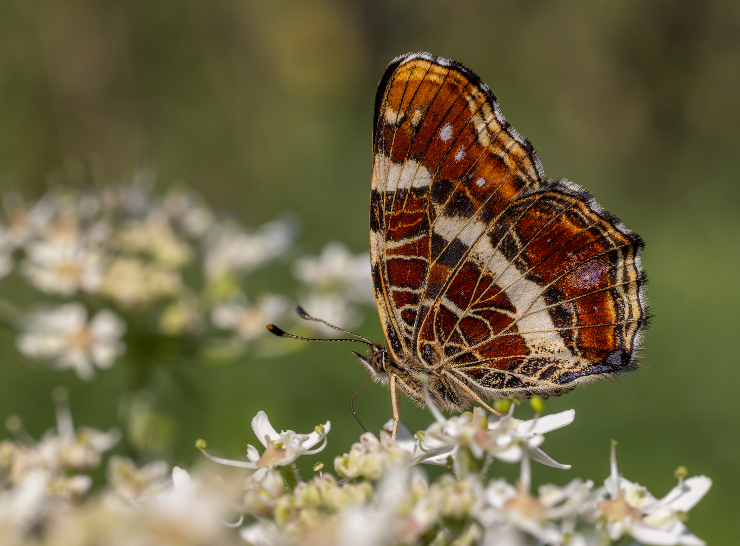 Landkärtchen (Araschnia levana) Weibchen d. Sommergenerationr