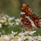 Landkärtchen (Araschnia levana) Weibchen d. Sommergenerationr