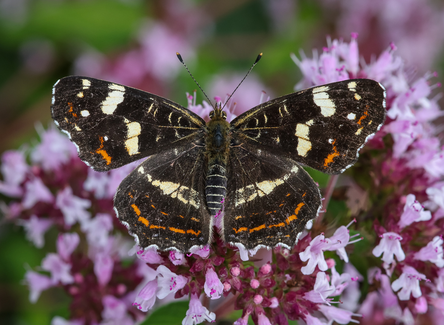 Landkärtchen (Araschnia levana) Weibchen