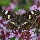 Landkärtchen (Araschnia levana) Weibchen