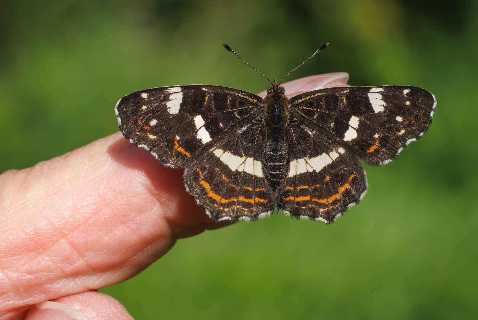 Landkärtchen (Araschnia levana) (Weibchen der Sommergeneration)