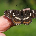 Landkärtchen (Araschnia levana) (Weibchen der Sommergeneration)