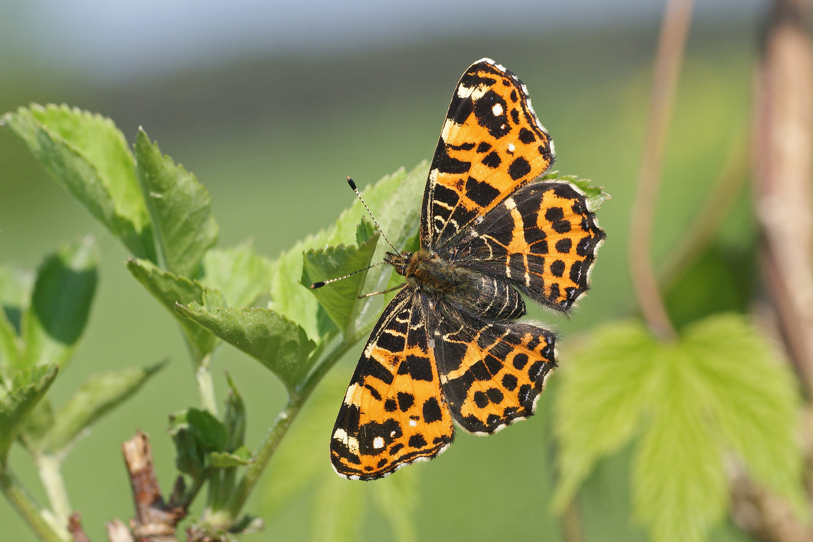 Landkärtchen (Araschnia levana), Weibchen (Frühjahrsform)