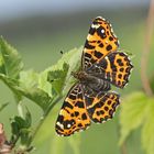 Landkärtchen (Araschnia levana), Weibchen (Frühjahrsform)