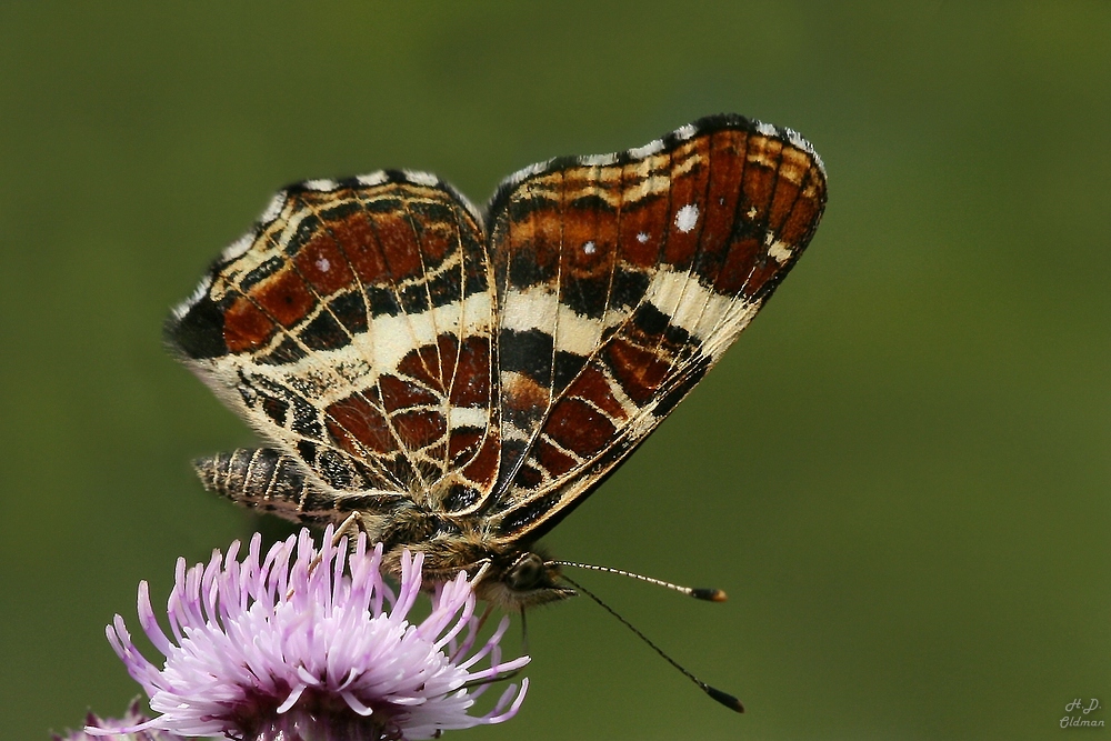 Landkärtchen auf Blume