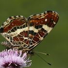 Landkärtchen auf Blume