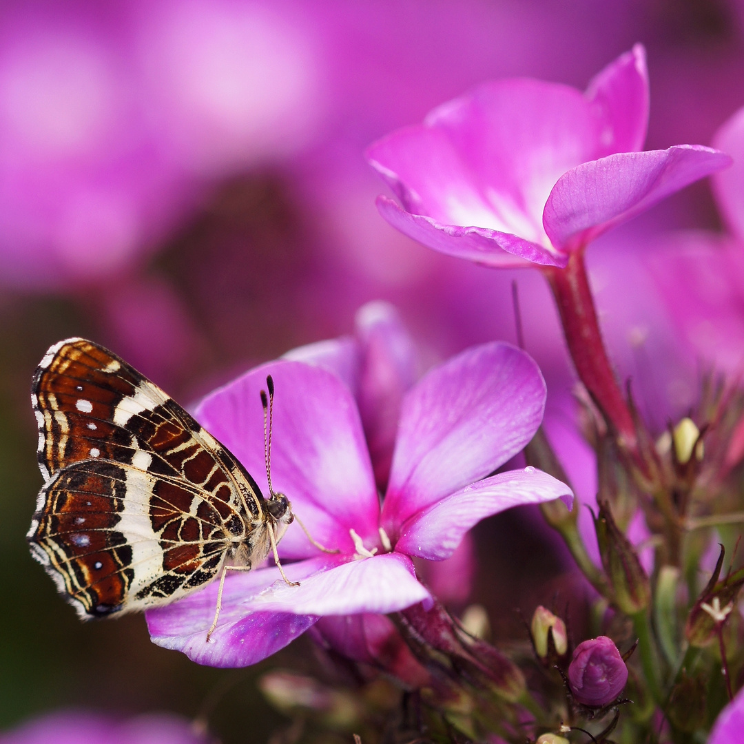 Landkärtchen auf Phlox