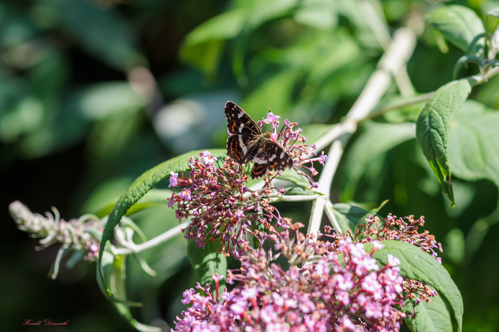 Landkärtchen auf Sommerflieder