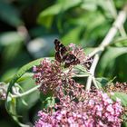 Landkärtchen auf Sommerflieder