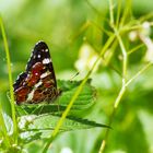 Landkärtchen der Sommergeneration