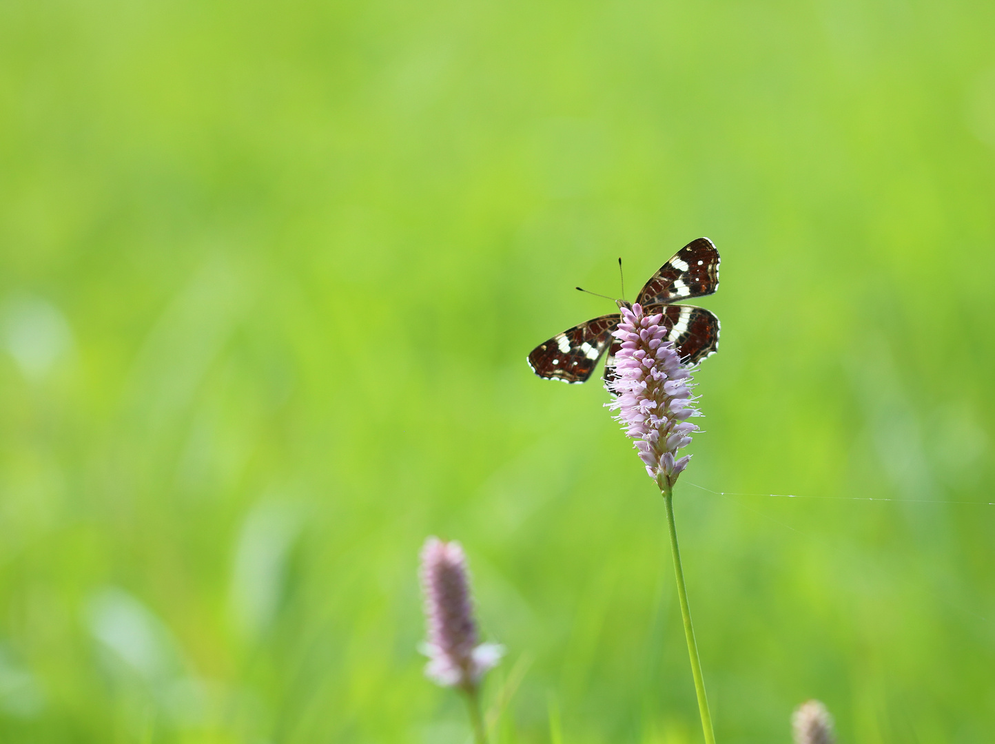 Landkärtchen der Sommergeneration