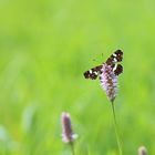 Landkärtchen der Sommergeneration