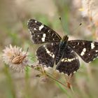 Landkärtchen der Sommergeneration (Araschnia levana.....