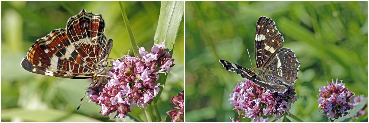 Landkärtchen der Sommergeneration (Araschnia levana)