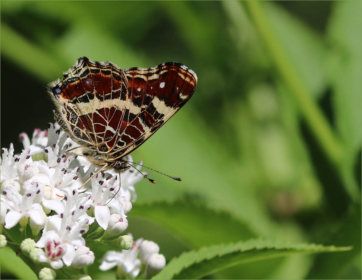 Landkärtchen der Sommergeneration (Araschnia levana f. prorsa).