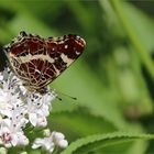 Landkärtchen der Sommergeneration (Araschnia levana f. prorsa).