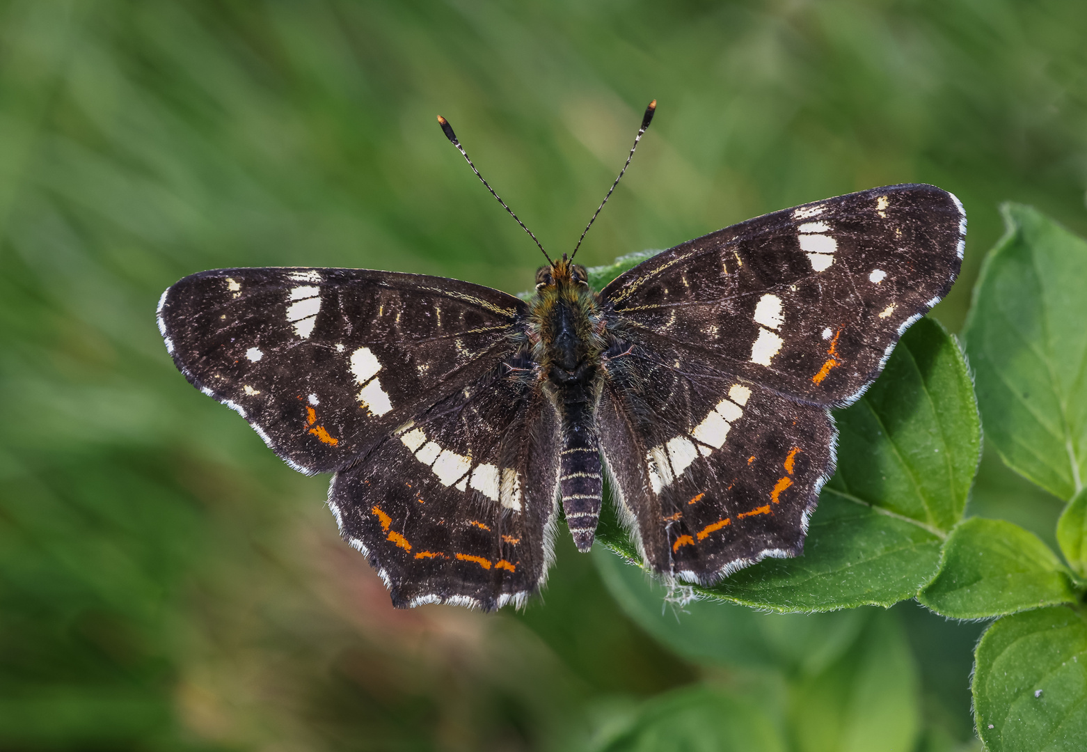 Landkärtchen der Sommergeneration (Araschnia levana f. prorsa)