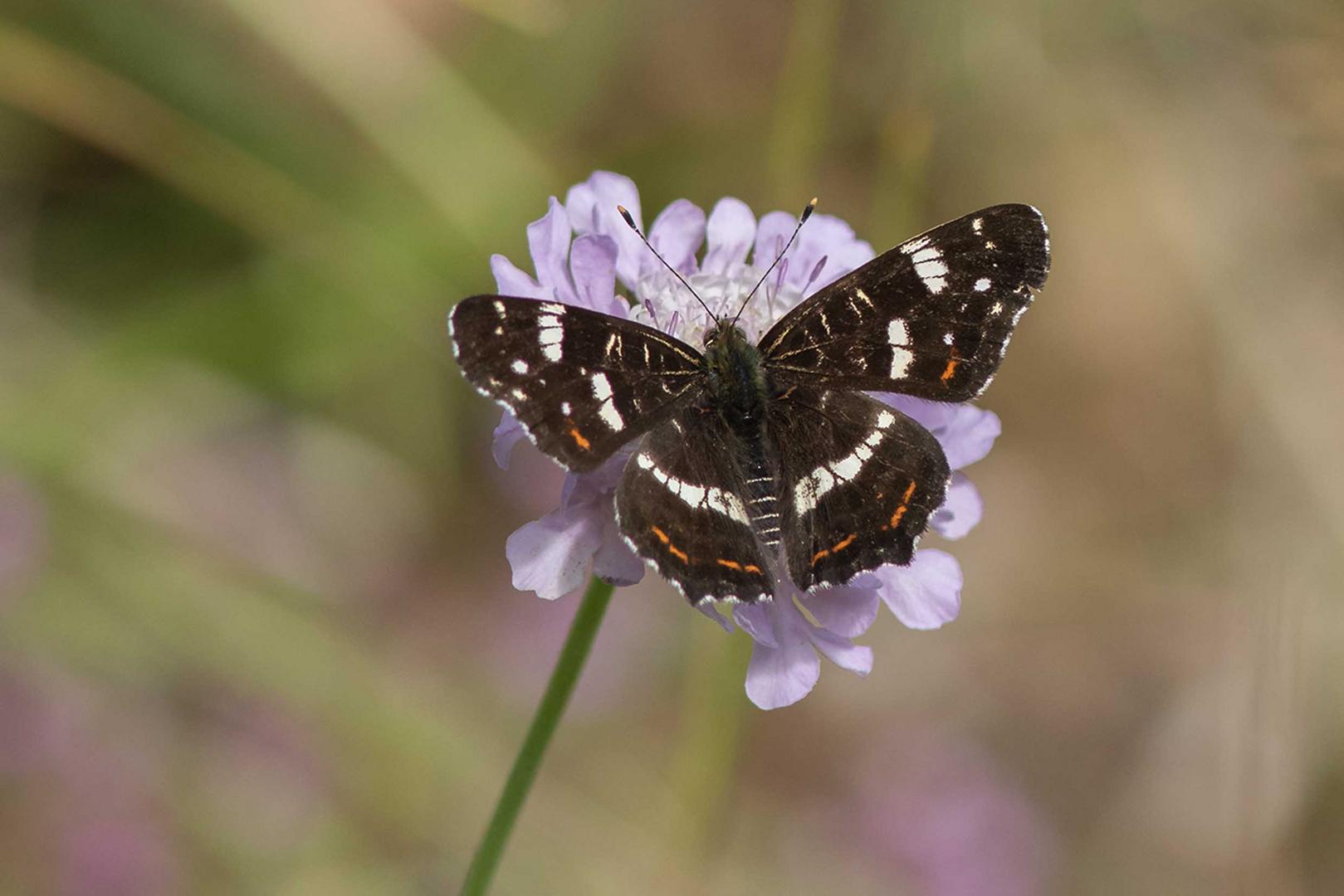 Landkärtchen der Sommergeneration (Araschnia levana f. prorsa)