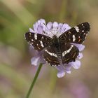 Landkärtchen der Sommergeneration (Araschnia levana f. prorsa)