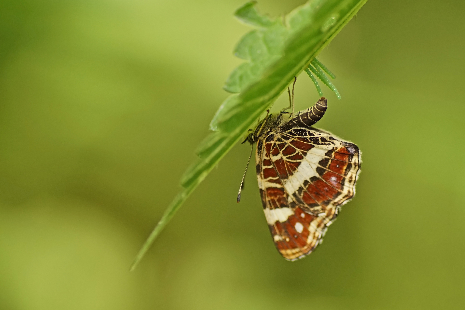 Landkärtchen-Falter (Araschnia levana) bei der Eiablage