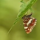 Landkärtchen-Falter (Araschnia levana) bei der Eiablage