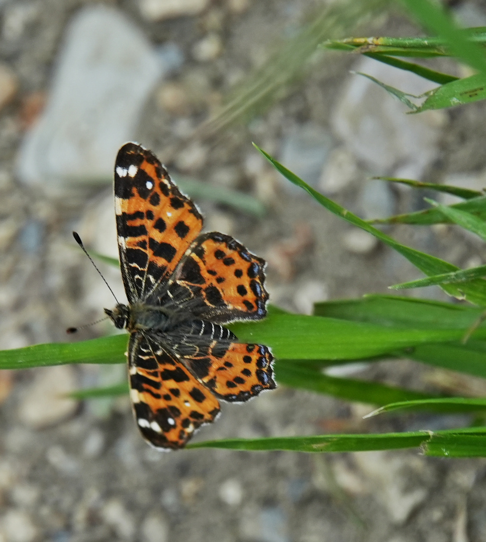 Landkärtchen Frühjahrsform, araschnia levana, Map Butterfly