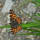 Landkärtchen Frühjahrsform, araschnia levana, Map Butterfly