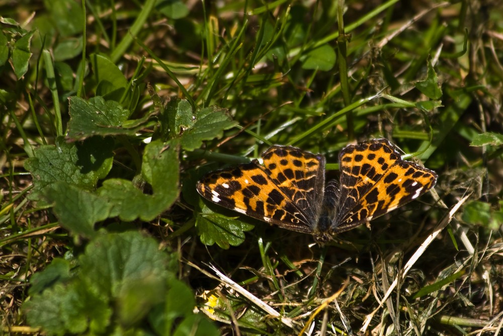 Landkärtchen, Frühjahrsgeneration