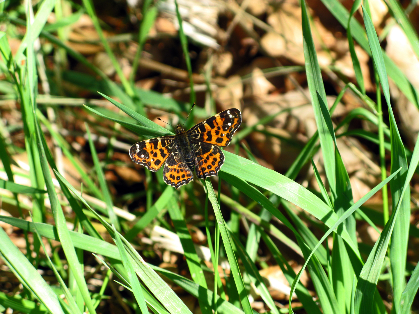 Landkärtchen Frühlingsgeneration