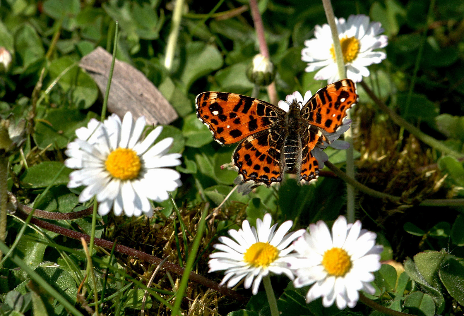 Landkärtchen (Frühlingsgeneration).