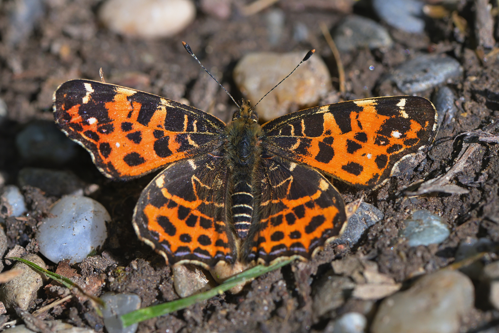 Landkärtchen Frühlingsgeneration 