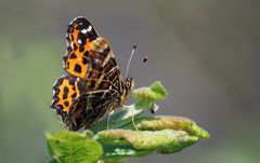 Landkärtchen Frühlingsgeneration