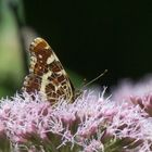 Landkärtchen im Blütenmeer