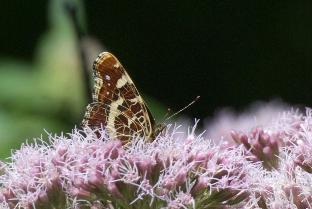 Landkärtchen im Blütenmeer